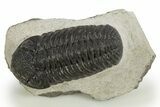 Detailed Morocops Trilobite - Nice Eye Facets #311073-3